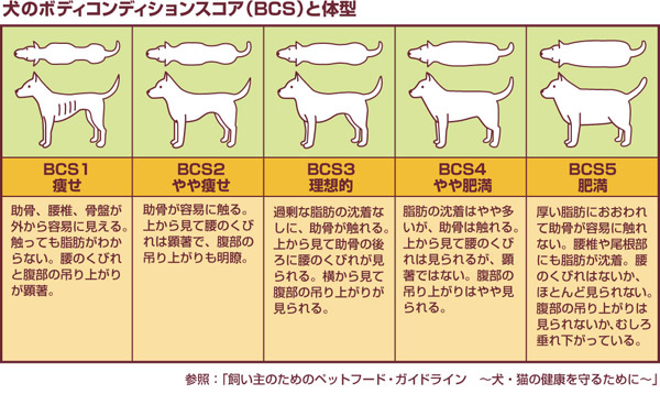 スリラー 貨物 暴徒 犬 肥満 チェック Portlandgalilee Org