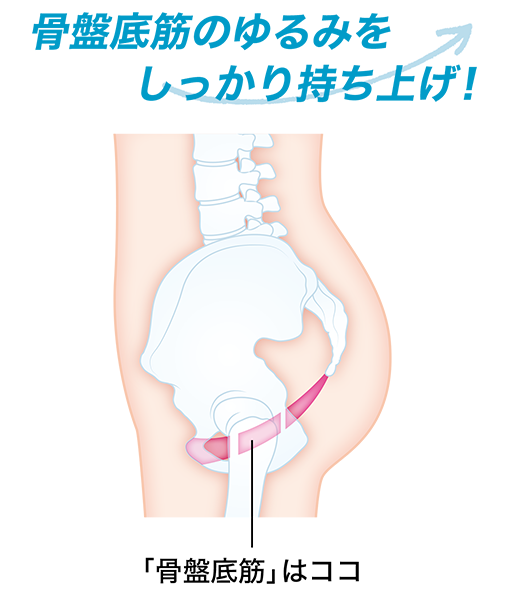 骨盤の底でハンモックのように膀胱や子宮、直腸などを支えている骨盤底筋。尿道や膣、肛門を締める重要な役割を果たしているので、この筋膜がゆるむと尿もれの原因に…