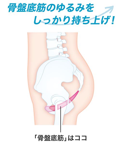 骨盤底筋ケア ガードル通販 インナーウェアのdhc