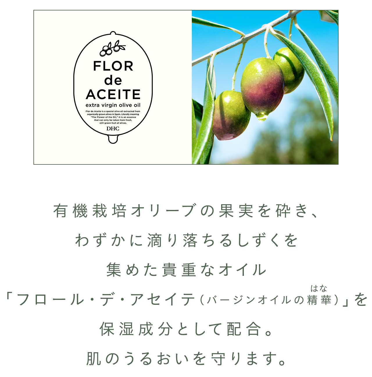 有機栽培オリーブの果実を砕き、わずかに滴り落ちるしずくを集めた貴重なオイル「フロール・デ・アセイテ（バージンオイルの精華はな）」を保湿成分として配合。肌のうるおいを守ります。