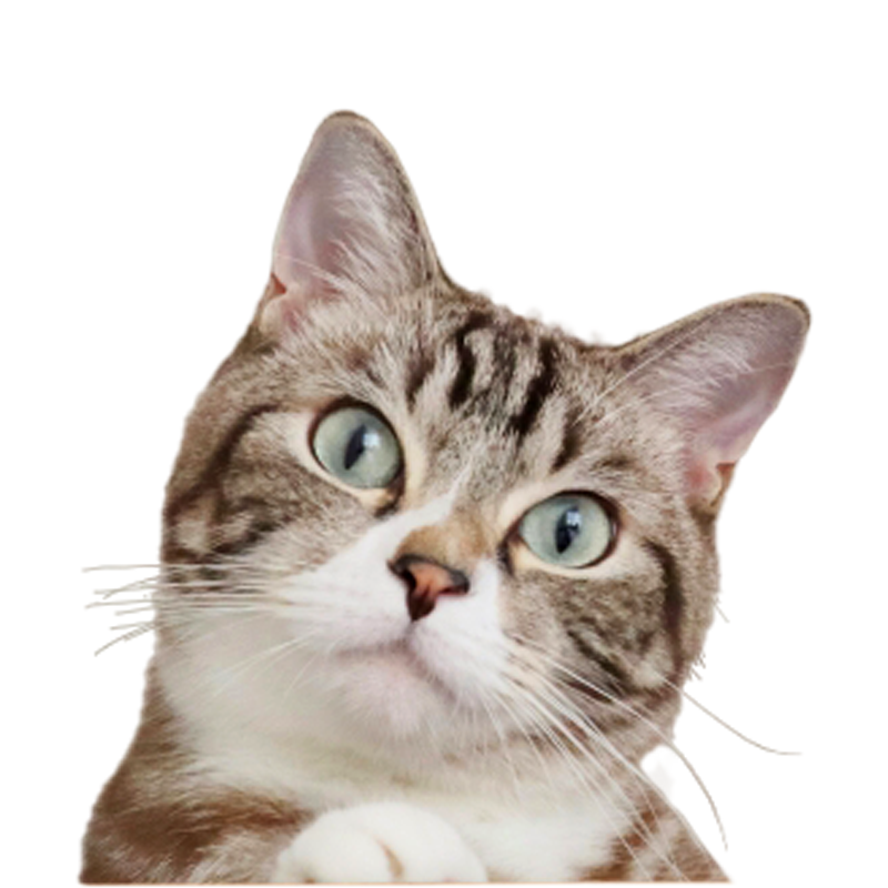 猫用