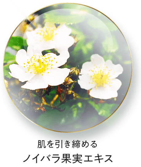 ノイバラ果実エキス