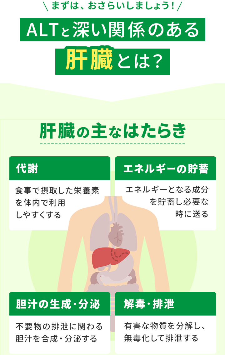 肝臓とは？