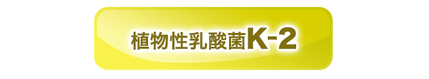 植物性乳酸菌K-2