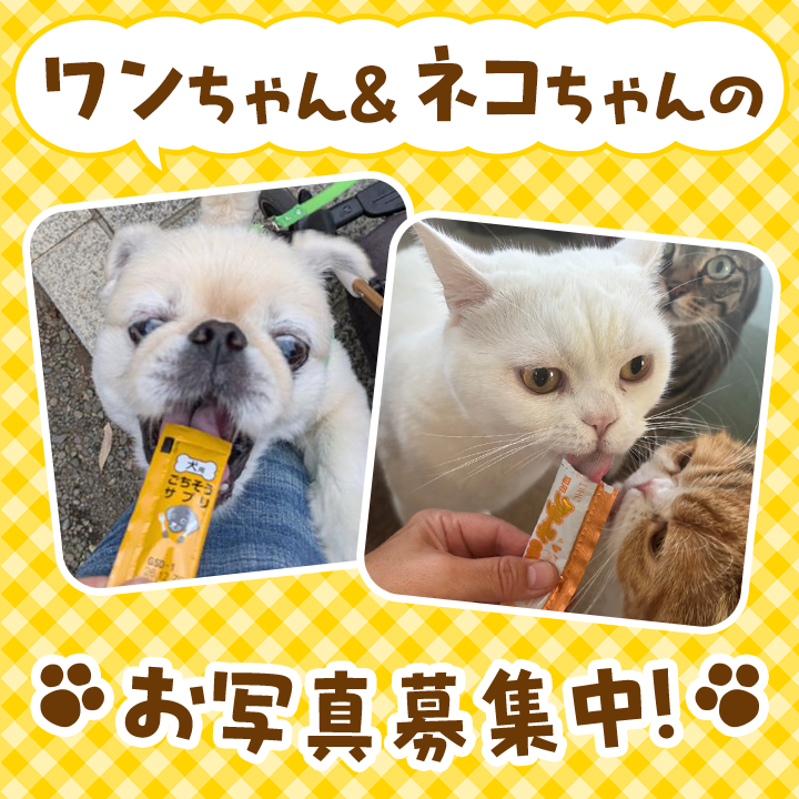 今月のわんこ＆にゃんこ　お写真募集