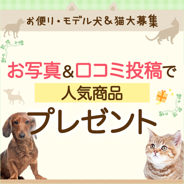 今月のわんこ＆にゃんこ　お写真募集