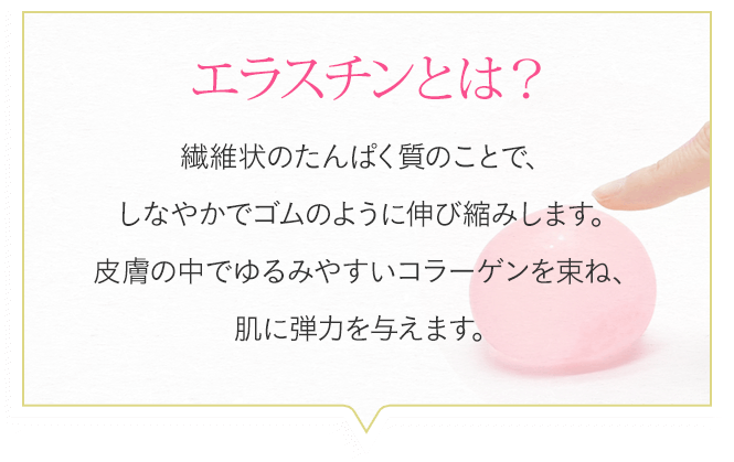 エラスチンとは？