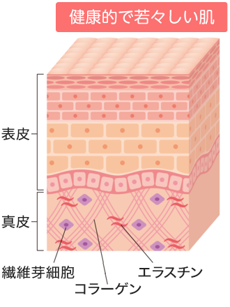 シワとは？ 上部