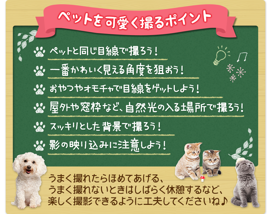 ペットを可愛く撮るポイント