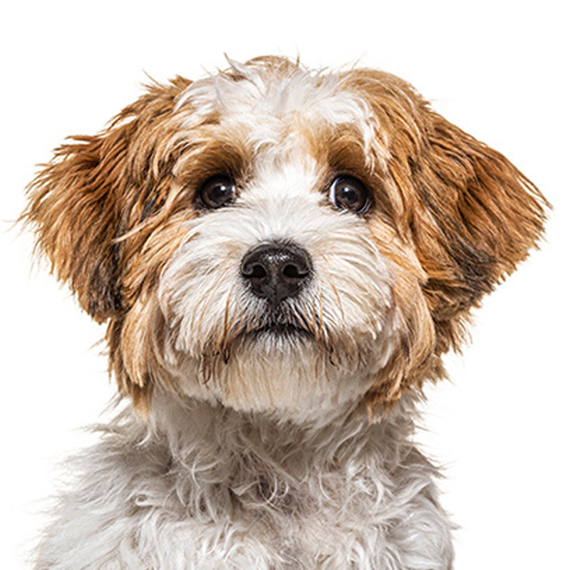 犬用