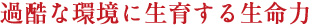過酷な環境に生育する生命力