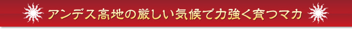 アンデス高地の厳しい気候で力強く育つマカ